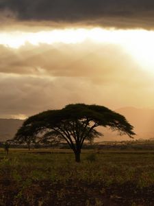 Preview wallpaper tree, field, grass, clouds, landscape