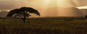 Preview wallpaper tree, field, grass, clouds, landscape
