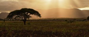 Preview wallpaper tree, field, grass, clouds, landscape