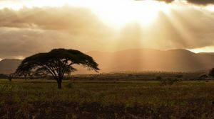 Preview wallpaper tree, field, grass, clouds, landscape