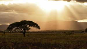 Preview wallpaper tree, field, grass, clouds, landscape