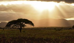 Preview wallpaper tree, field, grass, clouds, landscape