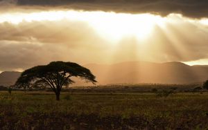 Preview wallpaper tree, field, grass, clouds, landscape