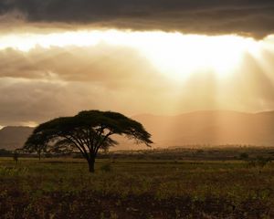 Preview wallpaper tree, field, grass, clouds, landscape