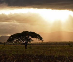 Preview wallpaper tree, field, grass, clouds, landscape