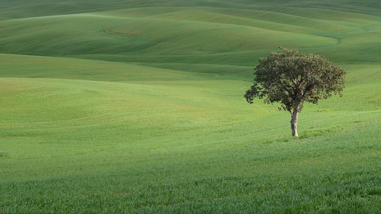 Wallpaper tree, field, hills, grass, landscape