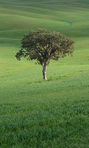 Preview wallpaper tree, field, hills, grass, landscape