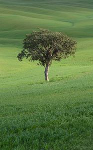 Preview wallpaper tree, field, hills, grass, landscape