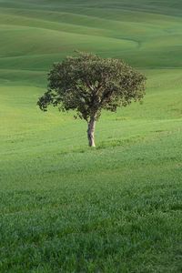 Preview wallpaper tree, field, hills, grass, landscape