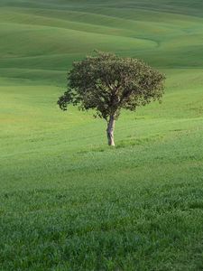 Preview wallpaper tree, field, hills, grass, landscape