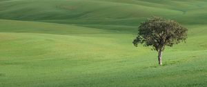 Preview wallpaper tree, field, hills, grass, landscape