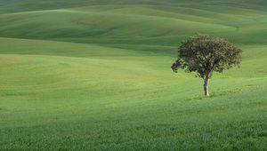 Preview wallpaper tree, field, hills, grass, landscape