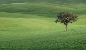 Preview wallpaper tree, field, hills, grass, landscape