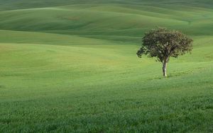 Preview wallpaper tree, field, hills, grass, landscape