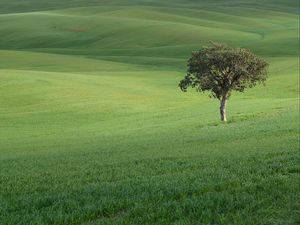 Preview wallpaper tree, field, hills, grass, landscape