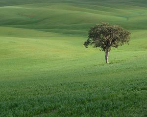 Preview wallpaper tree, field, hills, grass, landscape
