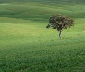 Preview wallpaper tree, field, hills, grass, landscape