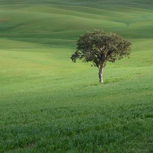 Preview wallpaper tree, field, hills, grass, landscape
