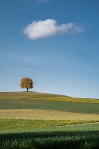 Preview wallpaper tree, field, hills, cloud, landscape