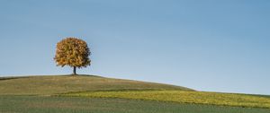 Preview wallpaper tree, field, hills, cloud, landscape