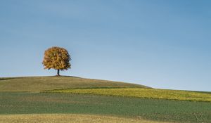 Preview wallpaper tree, field, hills, cloud, landscape