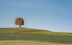 Preview wallpaper tree, field, hills, cloud, landscape