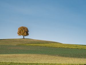 Preview wallpaper tree, field, hills, cloud, landscape