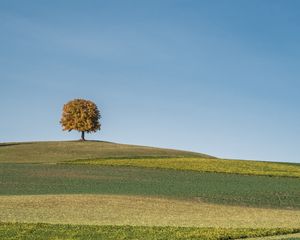 Preview wallpaper tree, field, hills, cloud, landscape