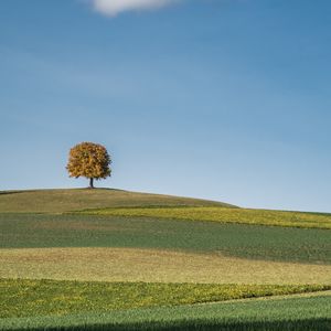 Preview wallpaper tree, field, hills, cloud, landscape