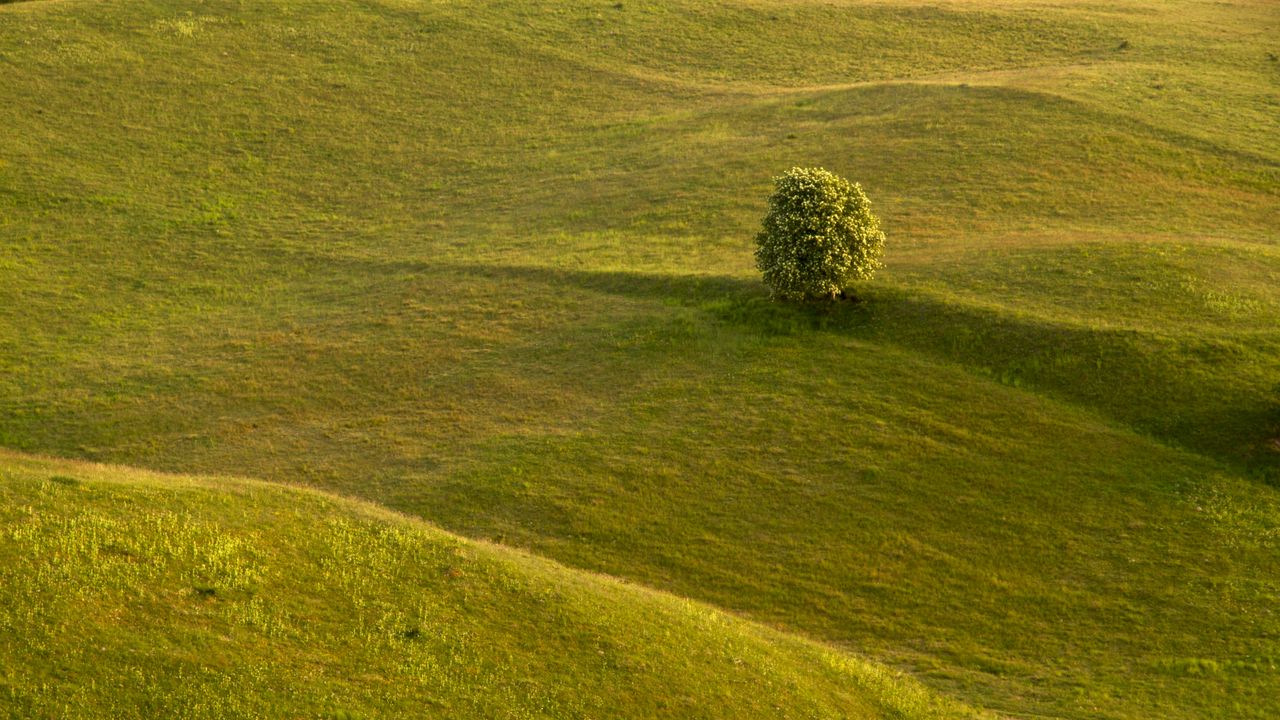 Wallpaper tree, field, hills, relief, landscape