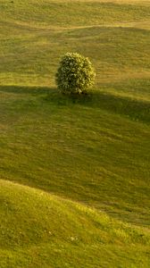 Preview wallpaper tree, field, hills, relief, landscape