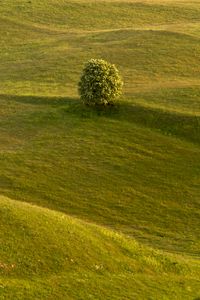 Preview wallpaper tree, field, hills, relief, landscape