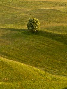 Preview wallpaper tree, field, hills, relief, landscape