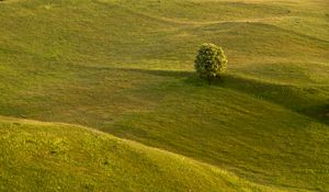 Preview wallpaper tree, field, hills, relief, landscape