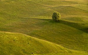 Preview wallpaper tree, field, hills, relief, landscape
