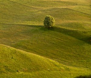 Preview wallpaper tree, field, hills, relief, landscape