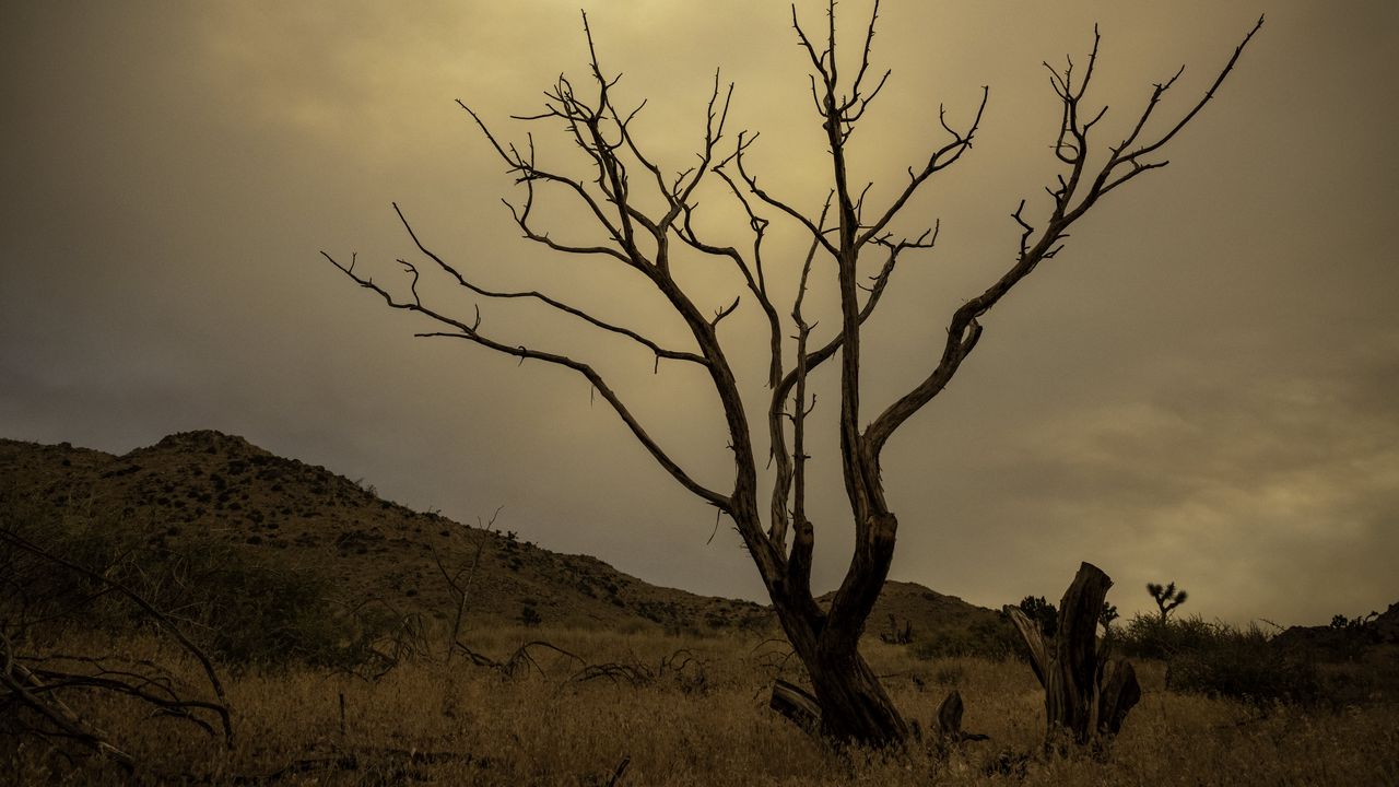 Wallpaper tree, field, hills, dusk, nature