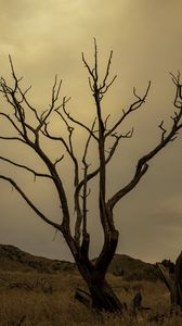 Preview wallpaper tree, field, hills, dusk, nature