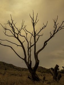 Preview wallpaper tree, field, hills, dusk, nature