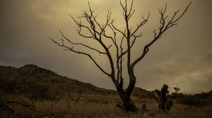 Preview wallpaper tree, field, hills, dusk, nature