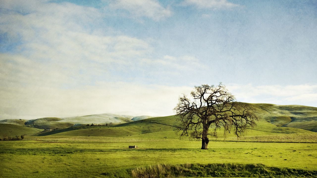 Wallpaper tree, field, hills, lonely, greens, sky, slopes, summer