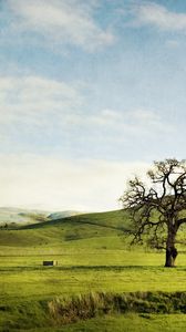 Preview wallpaper tree, field, hills, lonely, greens, sky, slopes, summer