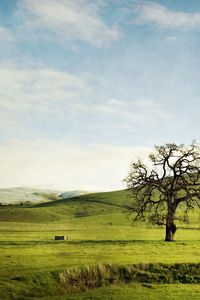 Preview wallpaper tree, field, hills, lonely, greens, sky, slopes, summer