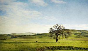 Preview wallpaper tree, field, hills, lonely, greens, sky, slopes, summer