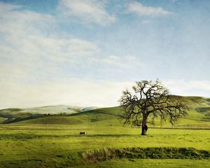 Preview wallpaper tree, field, hills, lonely, greens, sky, slopes, summer