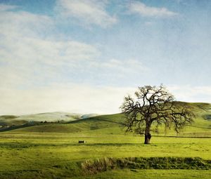 Preview wallpaper tree, field, hills, lonely, greens, sky, slopes, summer