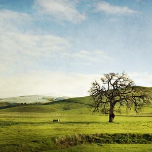 Preview wallpaper tree, field, hills, lonely, greens, sky, slopes, summer