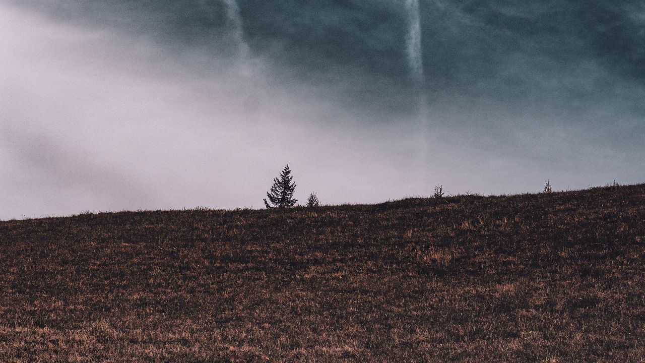 Wallpaper tree, field, horizon, sky, grass, clouds