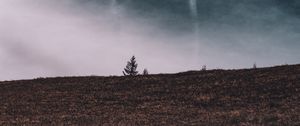 Preview wallpaper tree, field, horizon, sky, grass, clouds