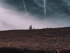 Preview wallpaper tree, field, horizon, sky, grass, clouds